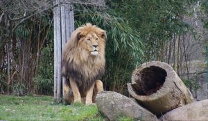 Preview wallpaper lion, predator, beast, grass