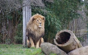 Preview wallpaper lion, predator, beast, grass
