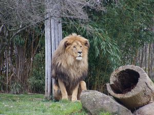 Preview wallpaper lion, predator, beast, grass
