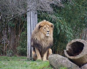 Preview wallpaper lion, predator, beast, grass