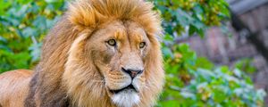 Preview wallpaper lion, predator, big cat, head, wild