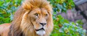 Preview wallpaper lion, predator, big cat, head, wild