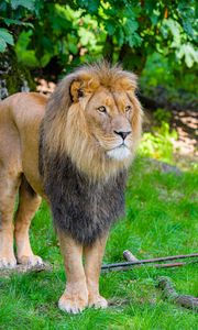 Preview wallpaper lion, predator, big cat, grass, wild