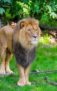 Preview wallpaper lion, predator, big cat, grass, wild