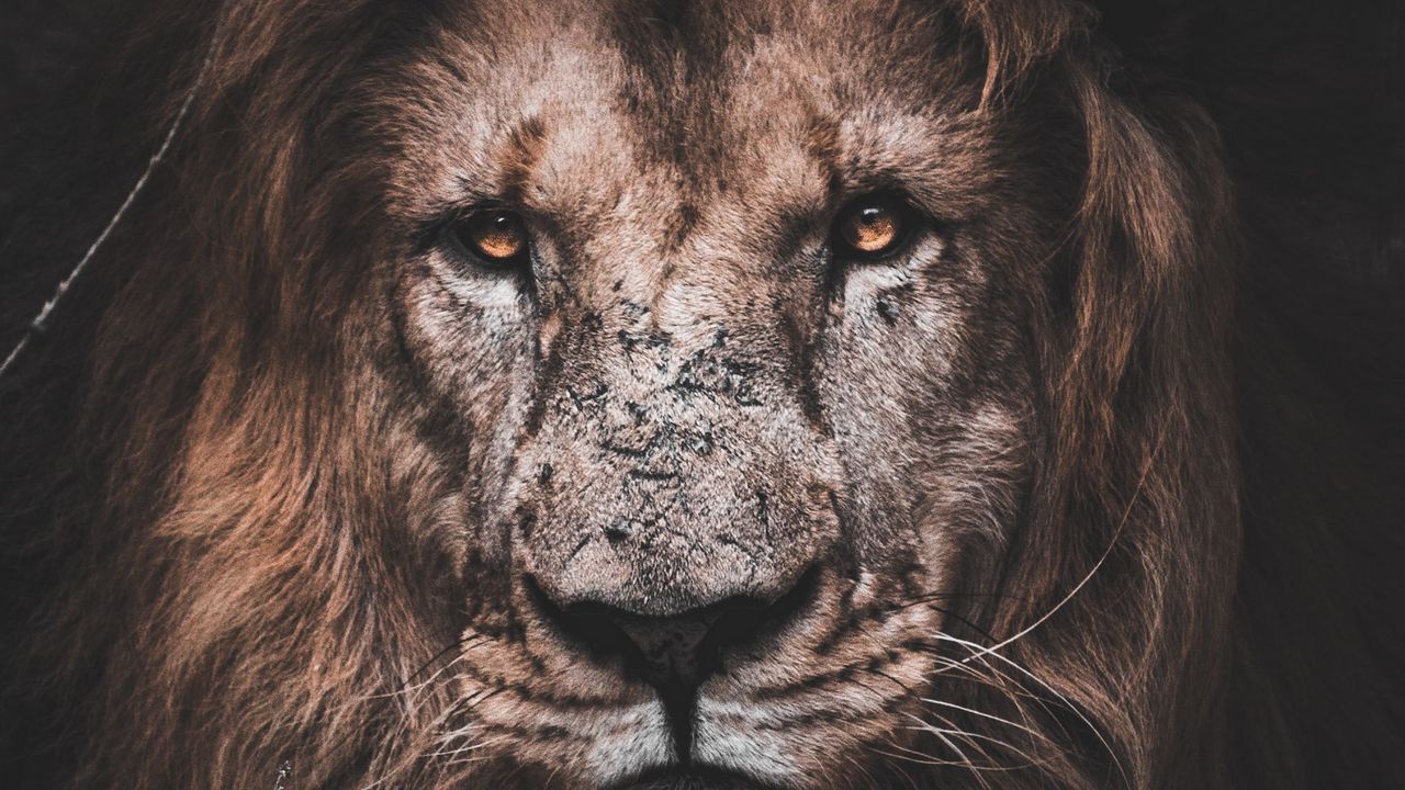 Wallpaper lion, predator, big cat, glance