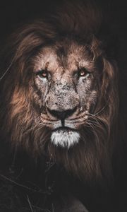Preview wallpaper lion, predator, big cat, glance