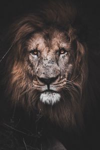 Preview wallpaper lion, predator, big cat, glance