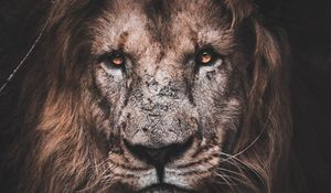 Preview wallpaper lion, predator, big cat, glance