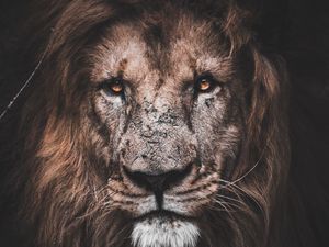 Preview wallpaper lion, predator, big cat, glance