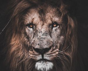Preview wallpaper lion, predator, big cat, glance