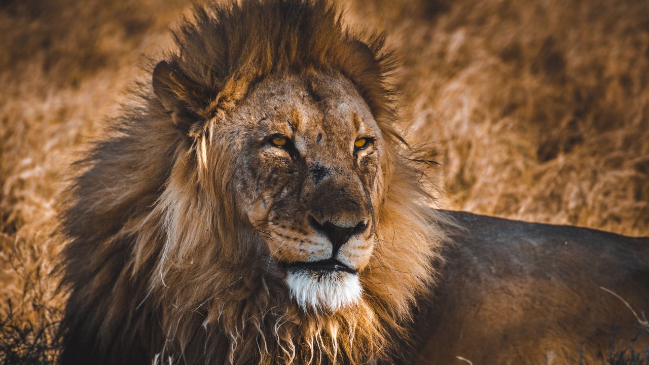 Wallpaper lion, predator, big cat, king of beasts, wildlife
