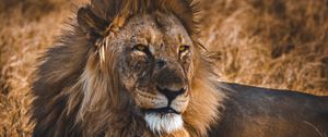 Preview wallpaper lion, predator, big cat, king of beasts, wildlife
