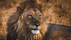 Preview wallpaper lion, predator, big cat, king of beasts, wildlife