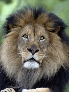 Preview wallpaper lion, predator, big cat, mane