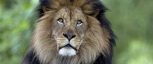 Preview wallpaper lion, predator, big cat, mane