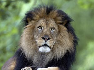 Preview wallpaper lion, predator, big cat, mane