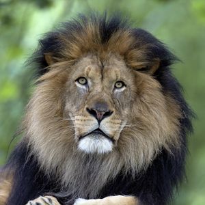 Preview wallpaper lion, predator, big cat, mane