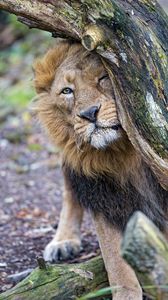 Preview wallpaper lion, predator, big cat, tree