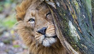 Preview wallpaper lion, predator, big cat, tree