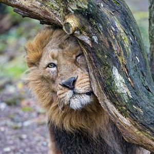 Preview wallpaper lion, predator, big cat, tree
