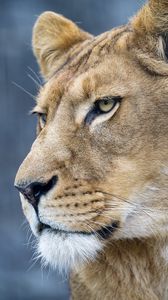 Preview wallpaper lion, predator, big cat, face