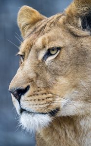 Preview wallpaper lion, predator, big cat, face