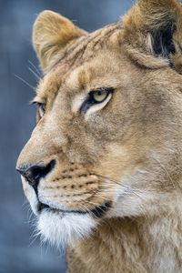Preview wallpaper lion, predator, big cat, face