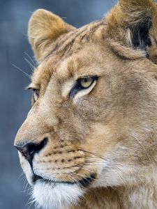Preview wallpaper lion, predator, big cat, face