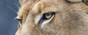 Preview wallpaper lion, predator, big cat, face