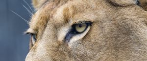 Preview wallpaper lion, predator, big cat, face
