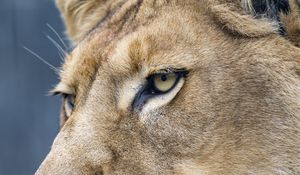 Preview wallpaper lion, predator, big cat, face