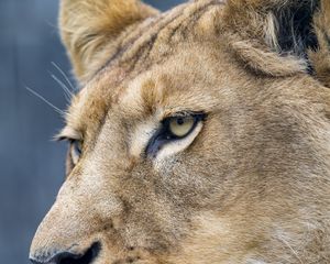 Preview wallpaper lion, predator, big cat, face