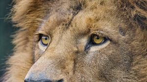 Preview wallpaper lion, predator, big cat, face, glance