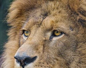 Preview wallpaper lion, predator, big cat, face, glance