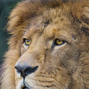 Preview wallpaper lion, predator, big cat, face, glance