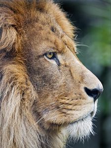 Preview wallpaper lion, predator, big cat, profile