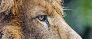 Preview wallpaper lion, predator, big cat, profile