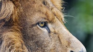 Preview wallpaper lion, predator, big cat, profile