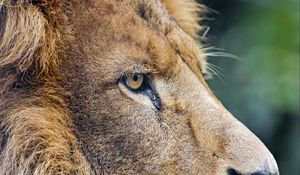 Preview wallpaper lion, predator, big cat, profile