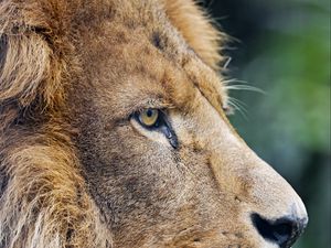 Preview wallpaper lion, predator, big cat, profile