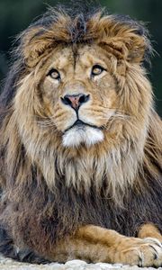 Preview wallpaper lion, predator, big cat, mane, fluffy