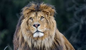Preview wallpaper lion, predator, big cat, mane, fluffy