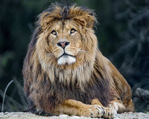 Preview wallpaper lion, predator, big cat, mane, fluffy
