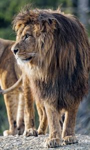 Preview wallpaper lion, predator, big cat, profile, glance