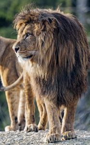 Preview wallpaper lion, predator, big cat, profile, glance