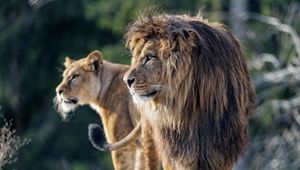 Preview wallpaper lion, predator, big cat, profile, glance