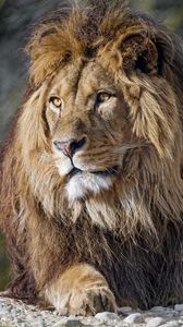 Preview wallpaper lion, predator, big cat, glance, snout