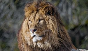 Preview wallpaper lion, predator, big cat, glance, snout