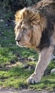 Preview wallpaper lion, predator, big cat, mane, glance