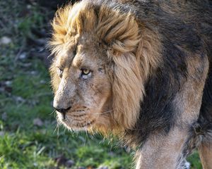 Preview wallpaper lion, predator, big cat, mane, glance